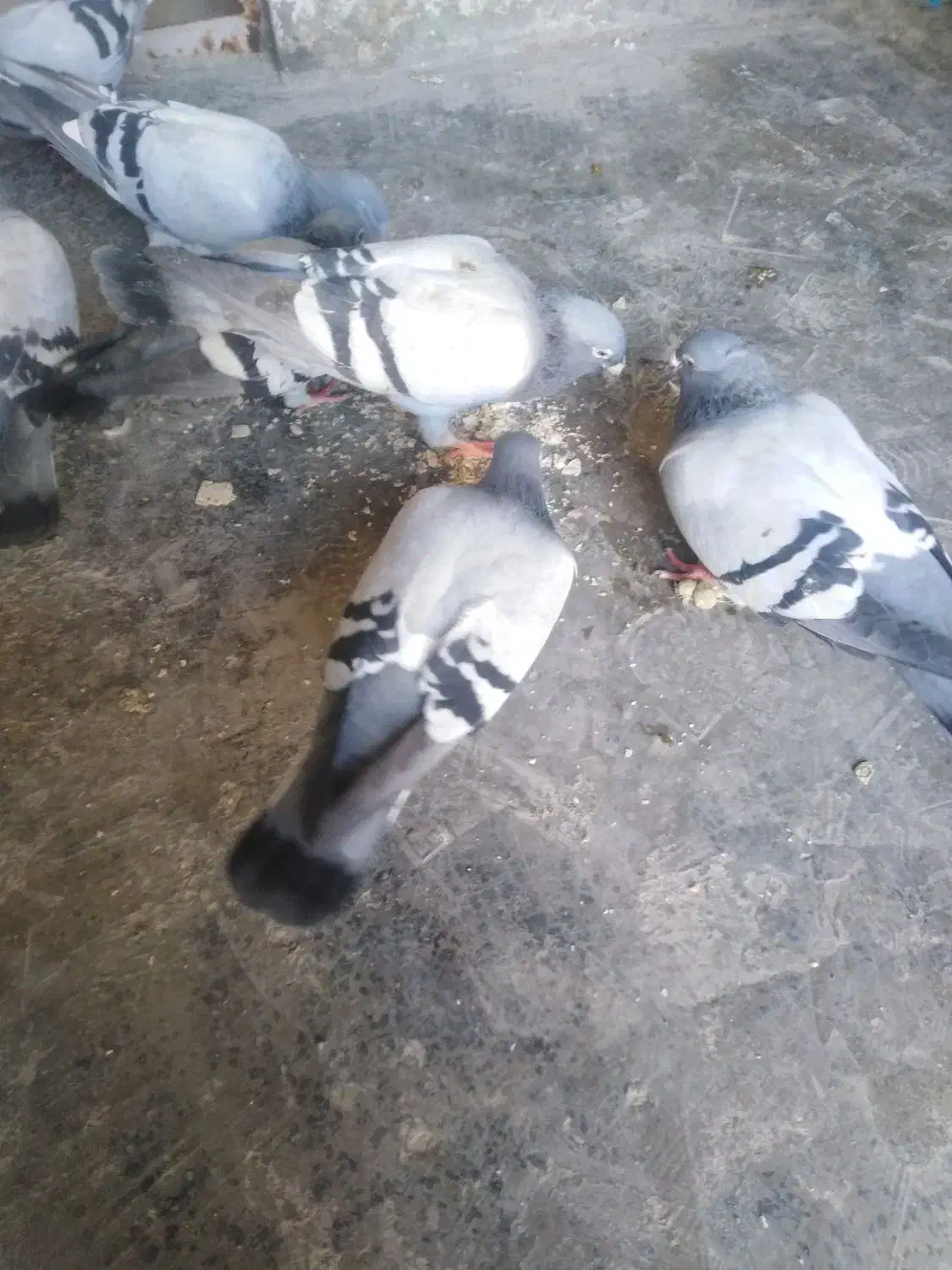 پلاکی|پرنده|شیراز, گچی|دیوار