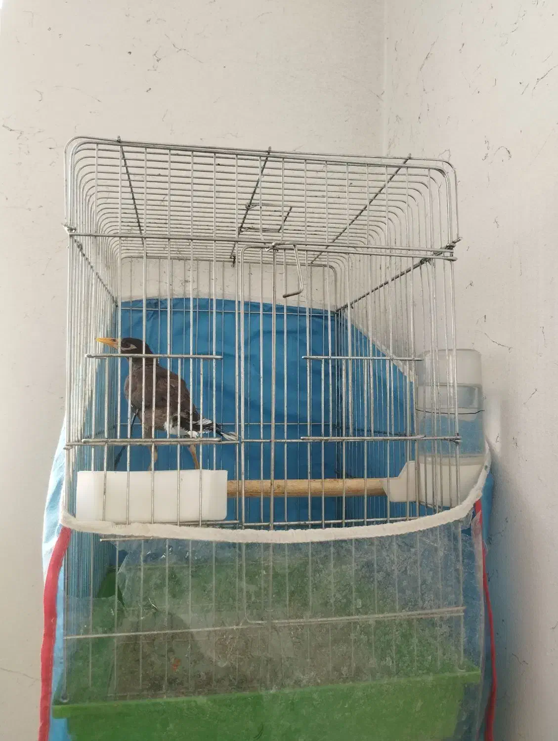 مرغ مینا آواز خوان|پرنده|شیراز, شهرک مهرگان|دیوار