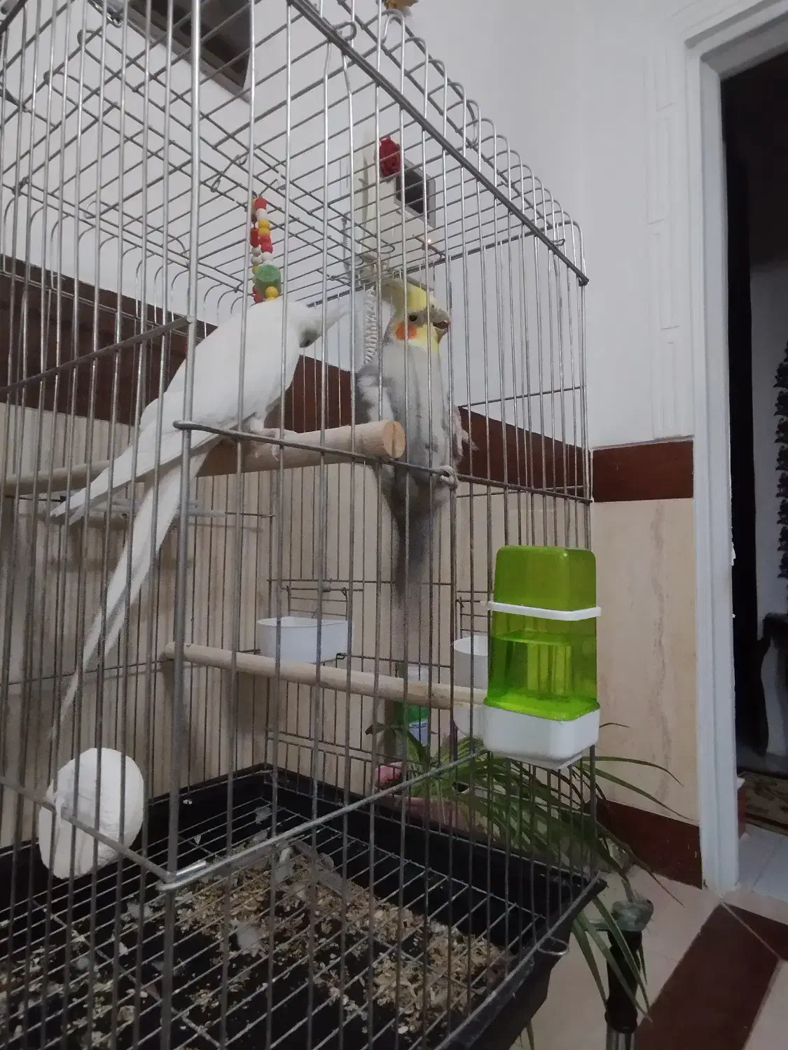 عروس هلندی|پرنده|الوند, |دیوار