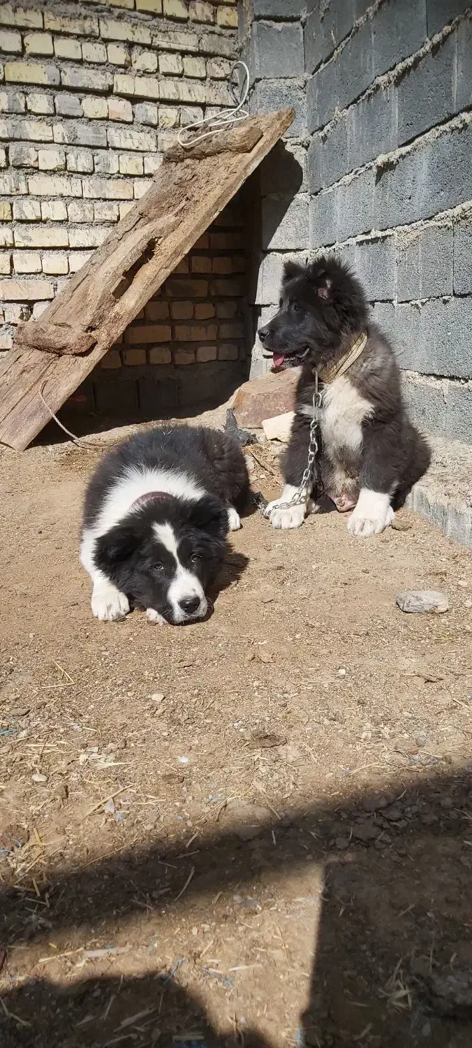 سگ فروشی|سگ|خمین, |دیوار