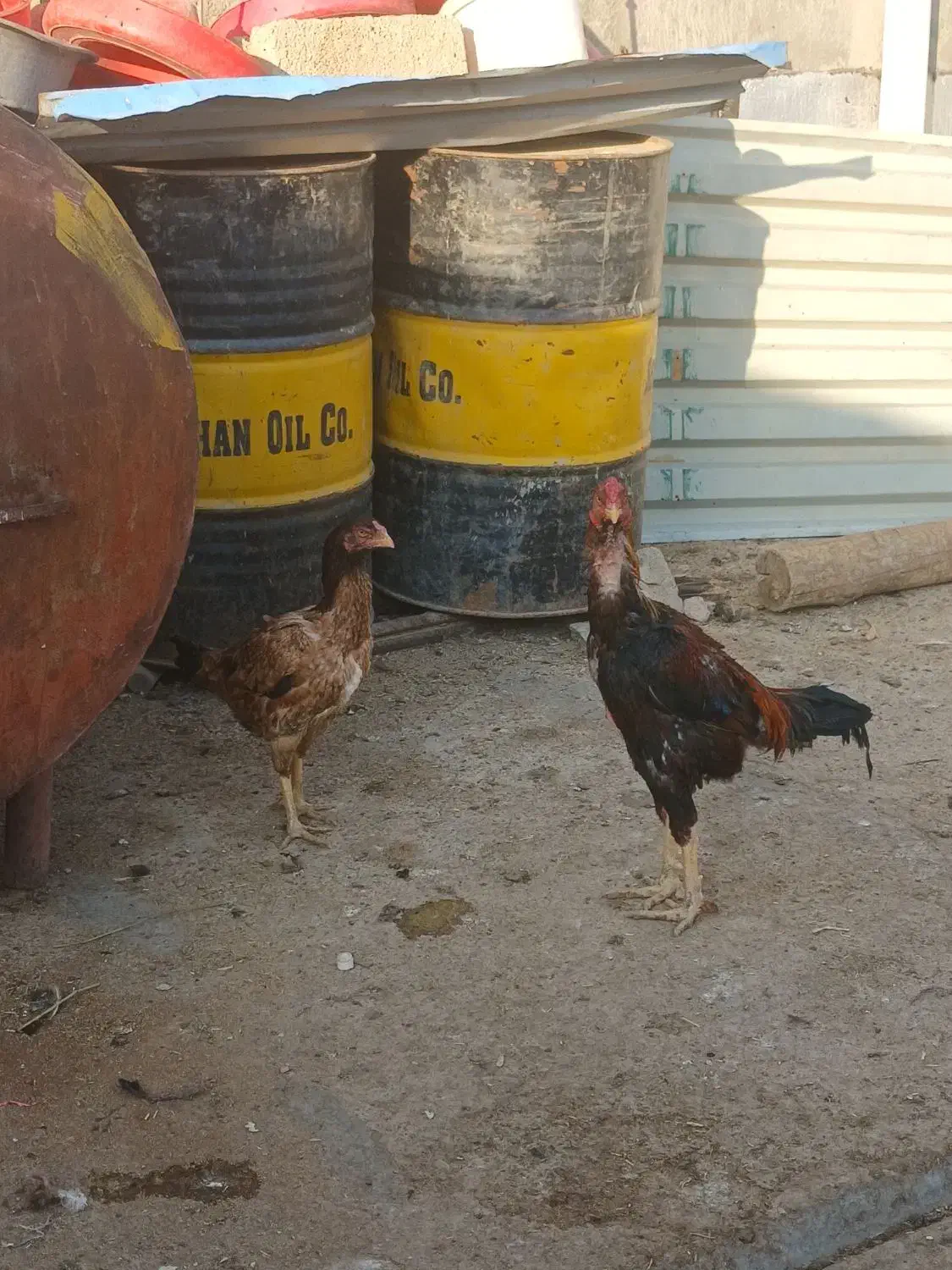 فروش خروس و مرغ|حیوانات مزرعه|شاهین دژ, |دیوار