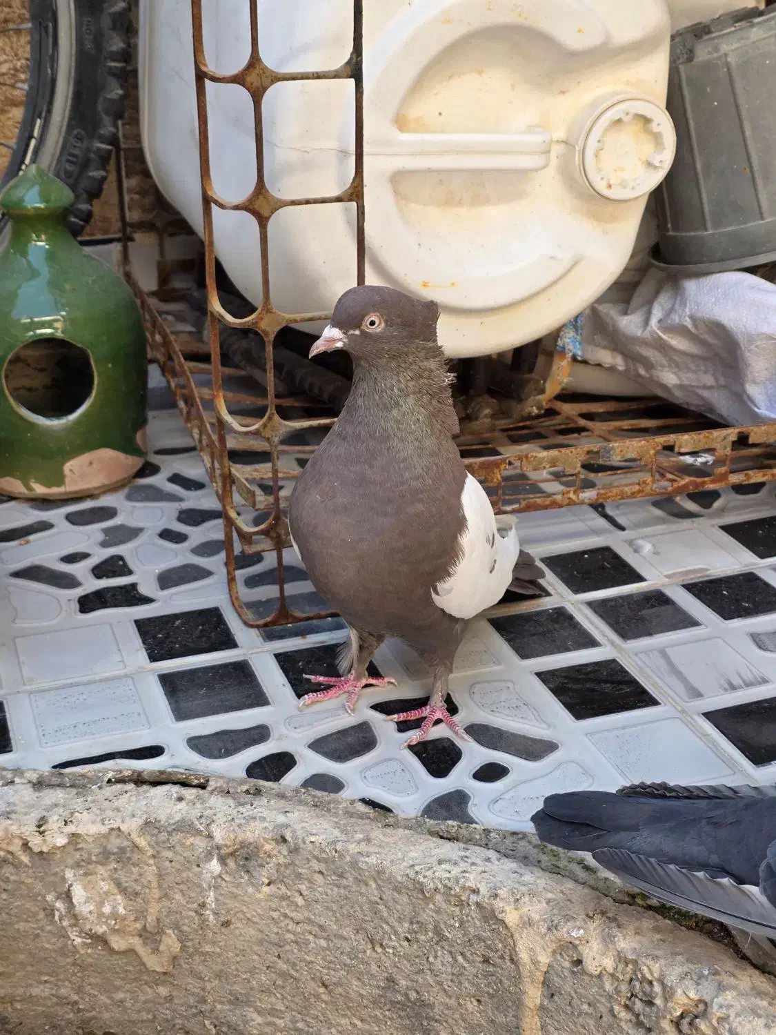 کبوتر|پرنده|مرودشت, ژیان|دیوار