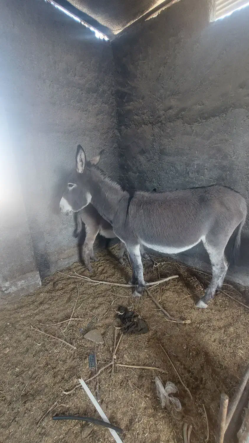 الاغ|حیوانات مزرعه|اصفهان, کشاورزی|دیوار