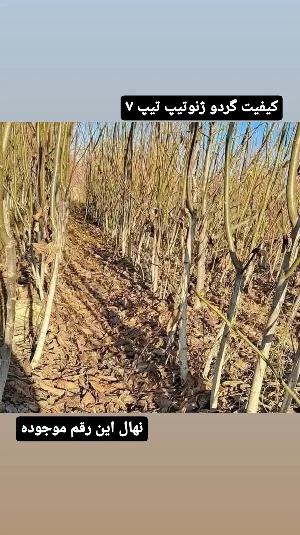 گردو ژنوتیپ تیپ ۷|خدمات باغبانی و درختکاری|کرمان, |دیوار