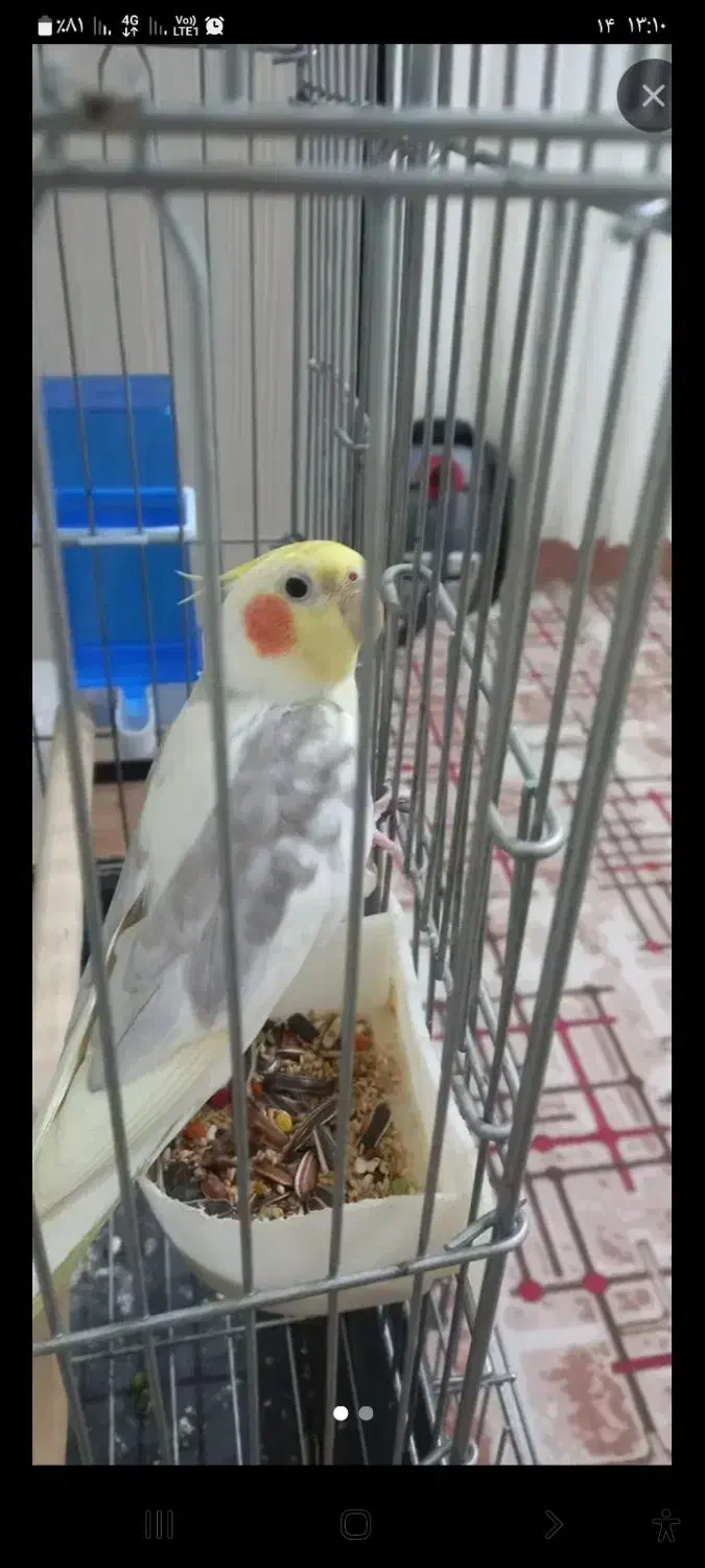 پرنده|پرنده|تهران, باغ خزانه|دیوار