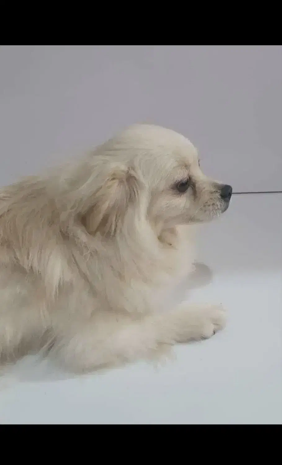 سگ فروشی واکسن همه چیزاشم اوکی هستن با کل وسایل|سگ|ایذه, |دیوار