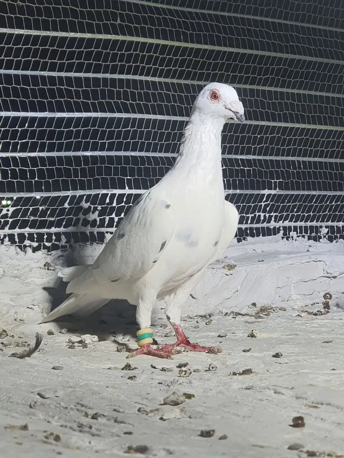 ۴ عددنرب ضمانت|پرنده|چابهار, |دیوار