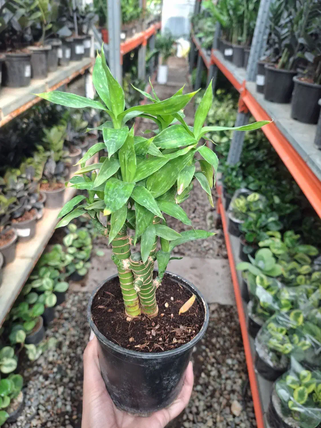 بامبو لوتوس|گل و گیاه طبیعی|تهران, عباسآباد|دیوار