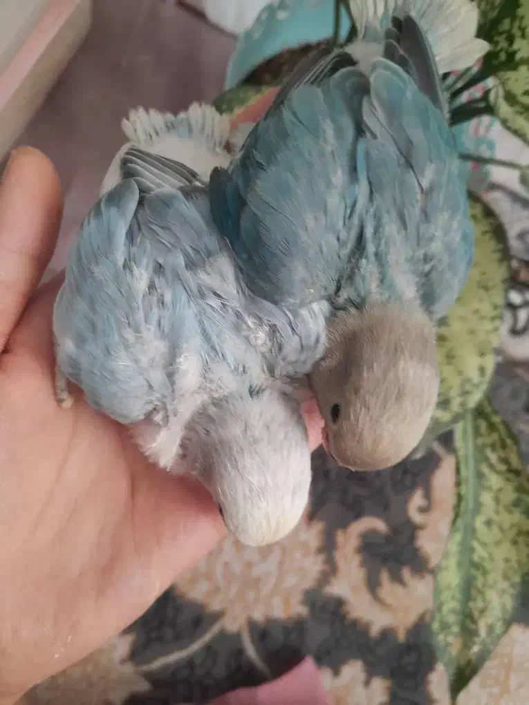 کوتوله برزیلی سرلاکی|پرنده|کاشان, لتحر|دیوار