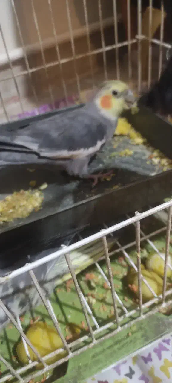 دوعروس هلندی نرو ماده و سه جوجه هلندی سالم به|پرنده|تهران, گلستان (شهرک راه آهن)|دیوار