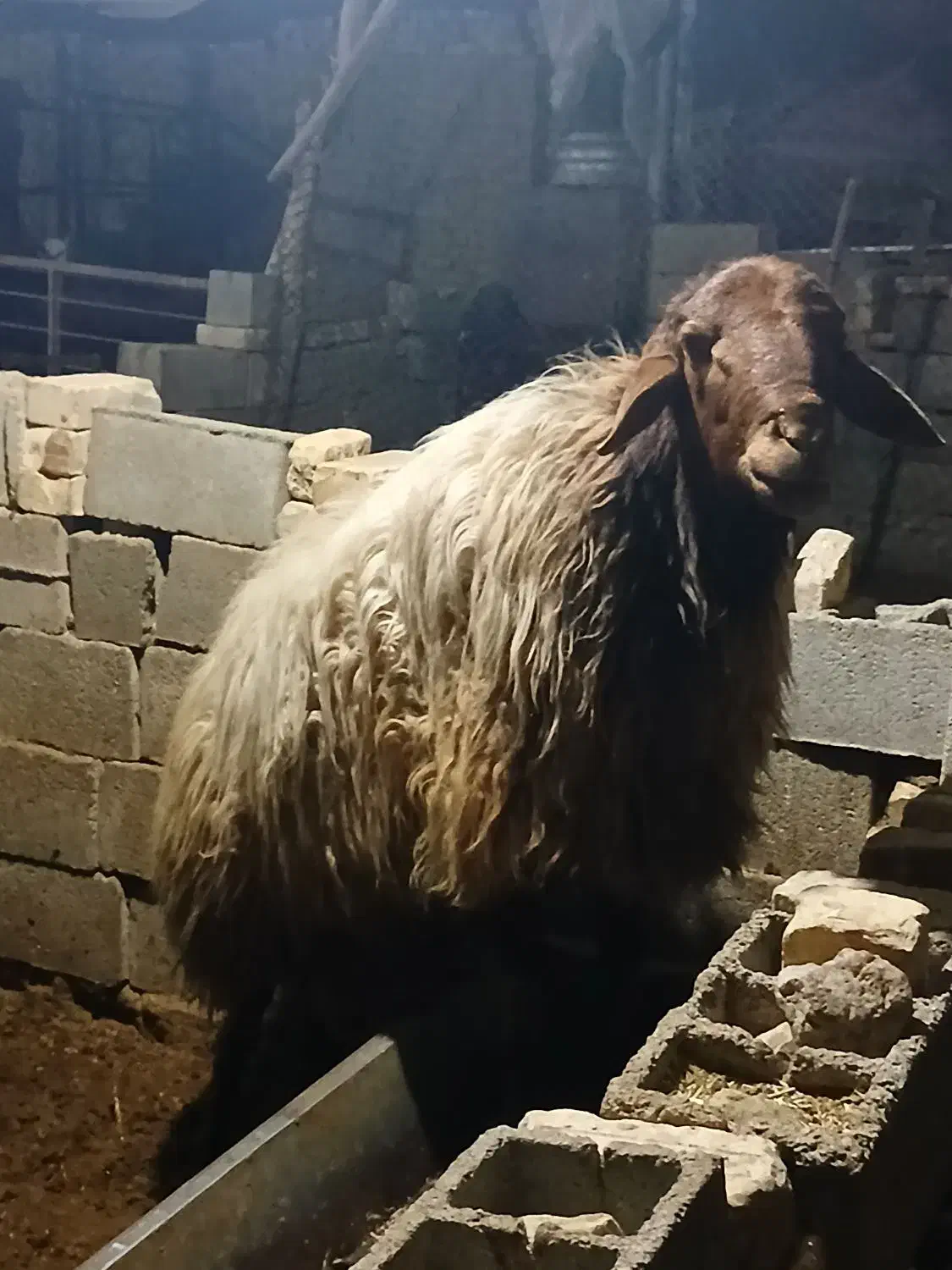 قوچ هترو|حیوانات مزرعه|اسفراین, |دیوار