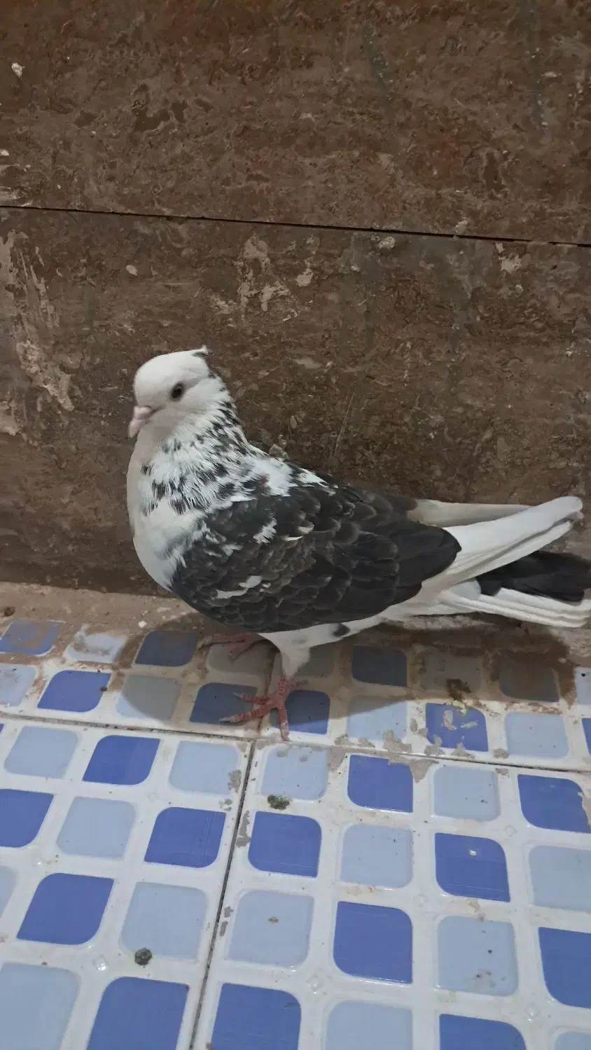 کفتر|پرنده|زارچ, |دیوار