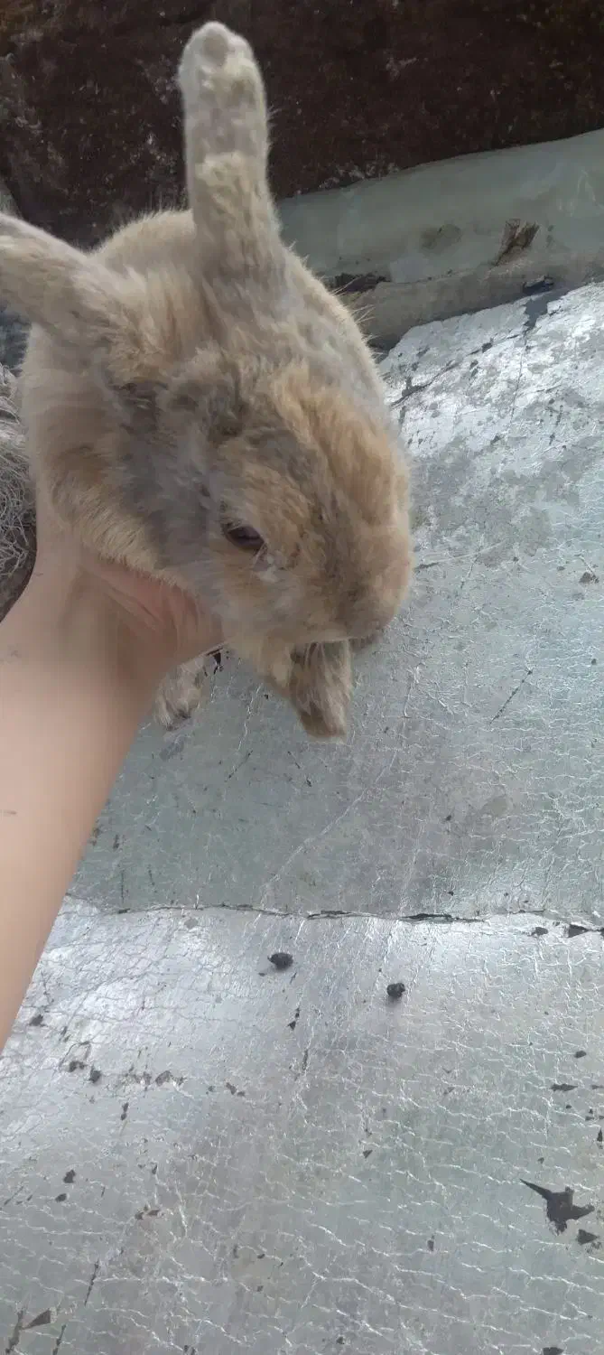 فروشی|موش و خرگوش|چوبر, |دیوار