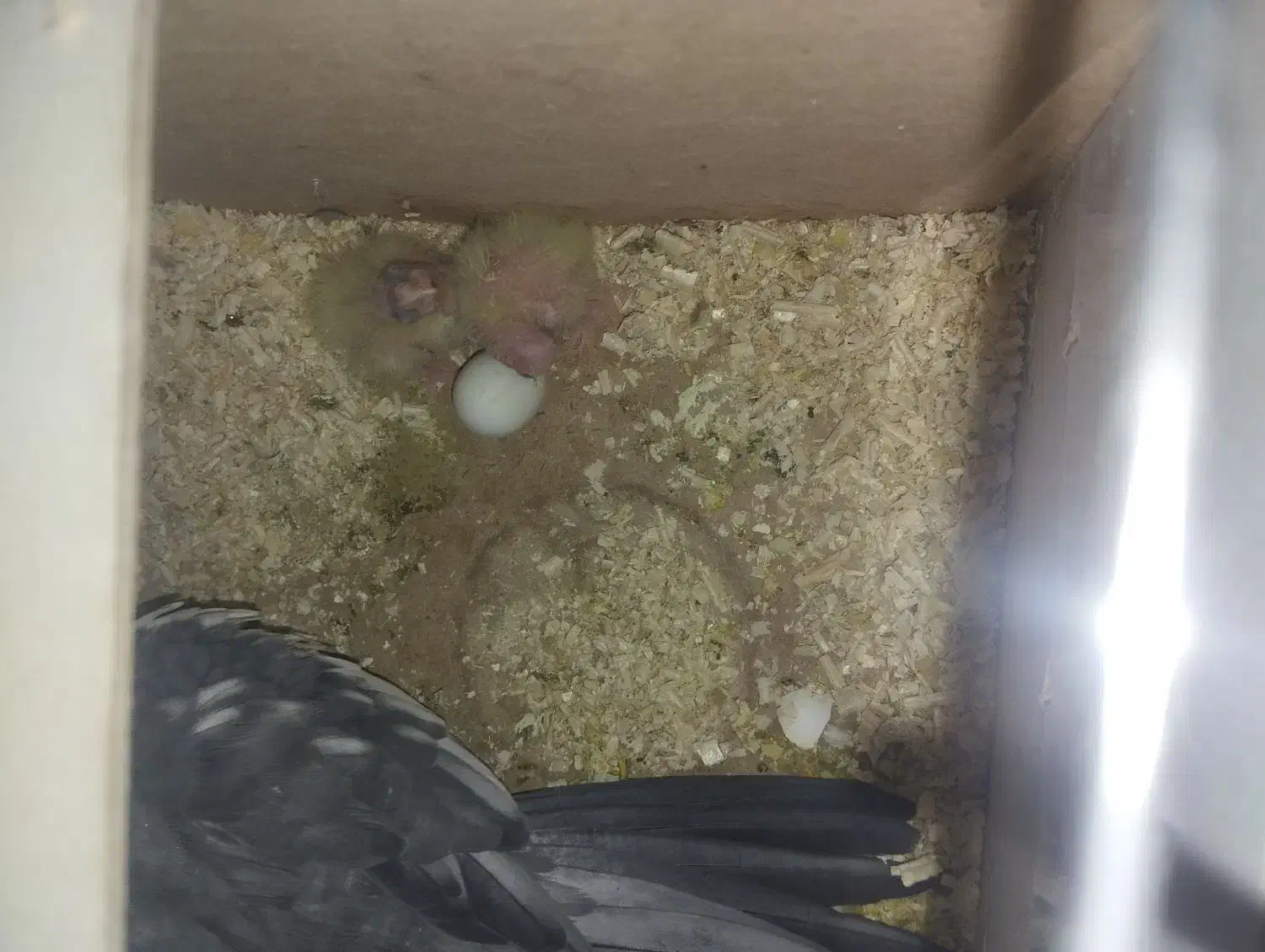 عروس هلندی مولد|پرنده|داران, |دیوار