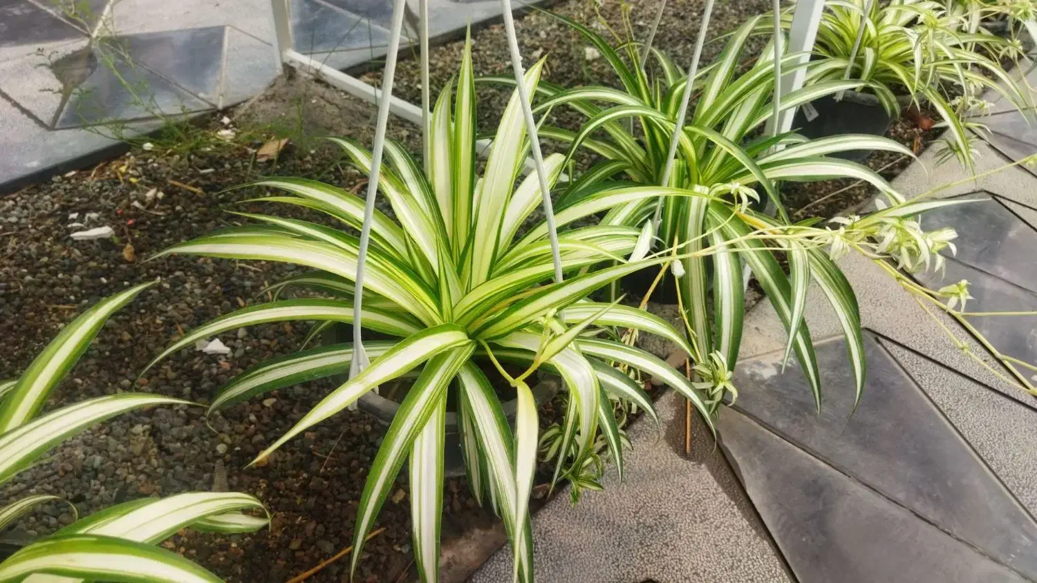 فروش انواع گلهای آپارتمانی و ملزومات|گل و گیاه طبیعی|ورامین, ورامین|دیوار