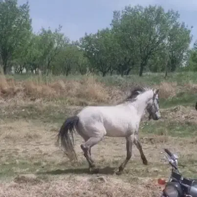 اسب یورقه|اسب و تجهیزات اسب‌سواری|سبزوار, ایزی شهر|دیوار