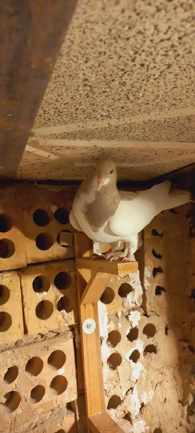 پشت هفترنگ سار موشی|پرنده|مشهد, انصار|دیوار