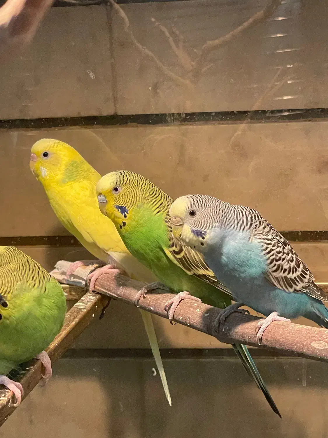 مرغ عشق|پرنده|خمینی‌شهر, |دیوار