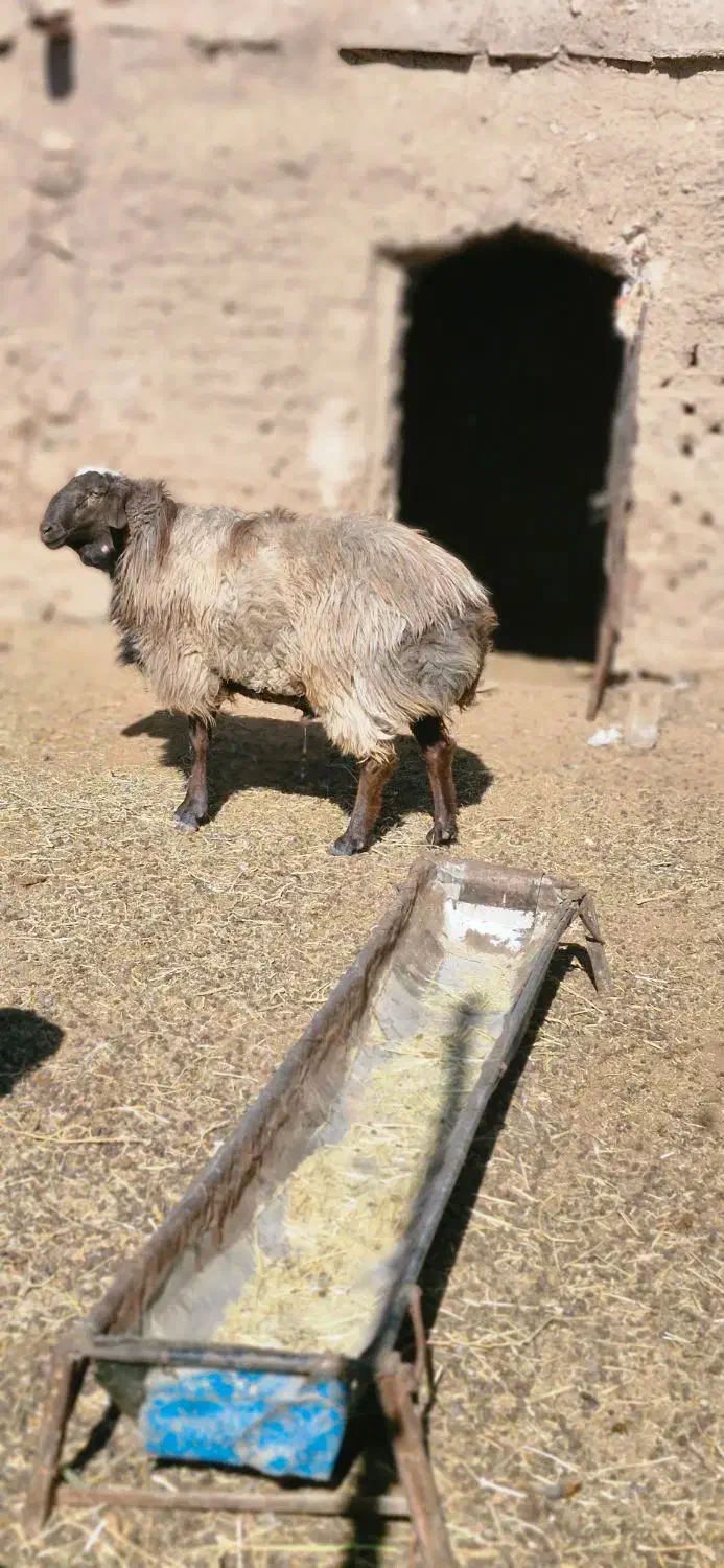 فروشی گوسفند|حیوانات مزرعه|خوسف, |دیوار