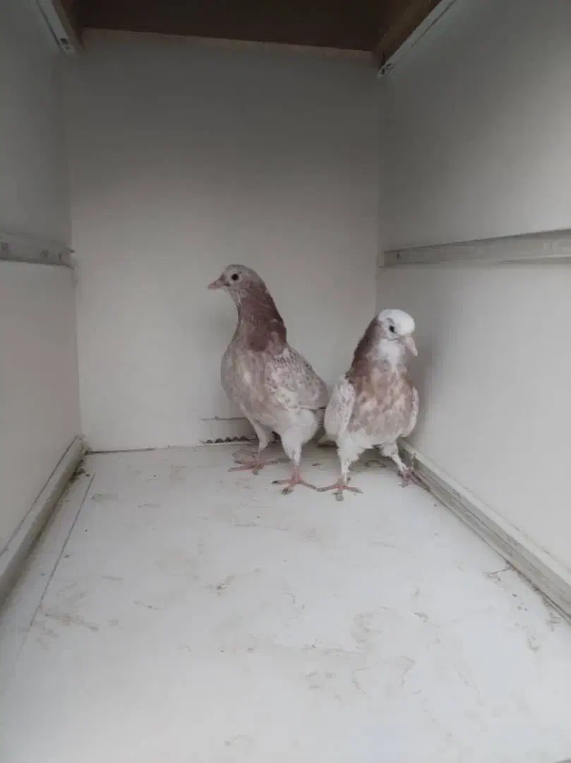 جوجه پرشی ساعتی بالا|پرنده|محمدشهر, محمدشهر|دیوار