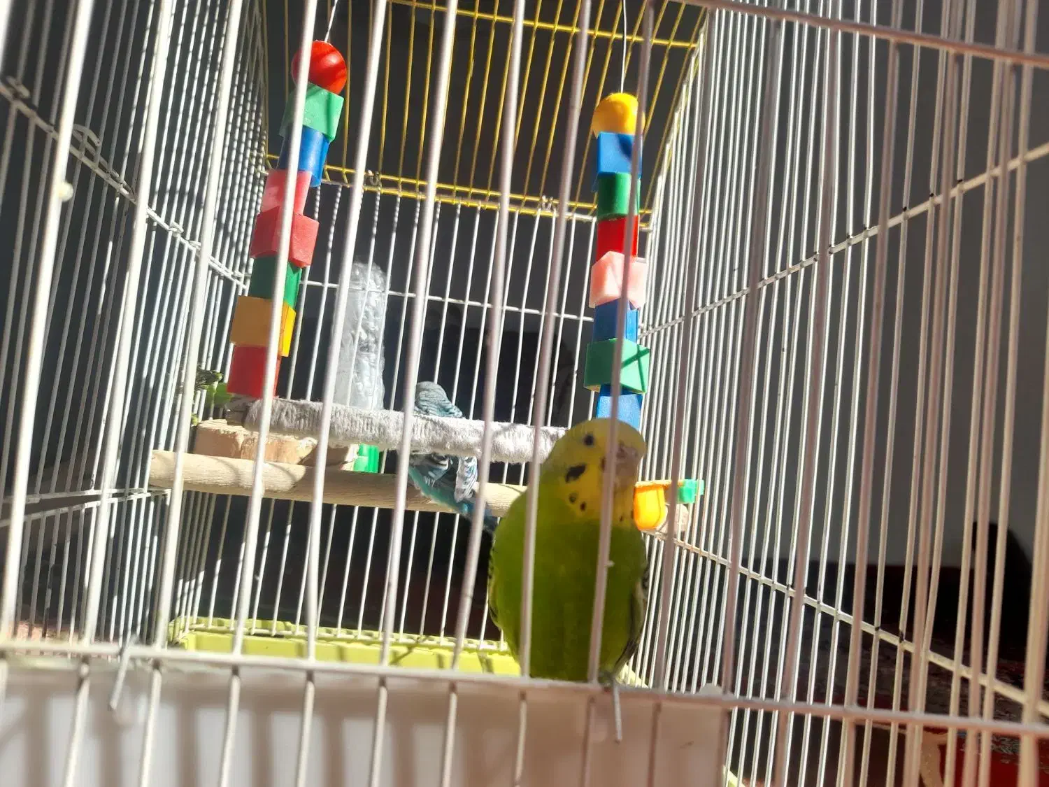 ۲ عدد مرغ عشق سالم|پرنده|دهگلان, |دیوار