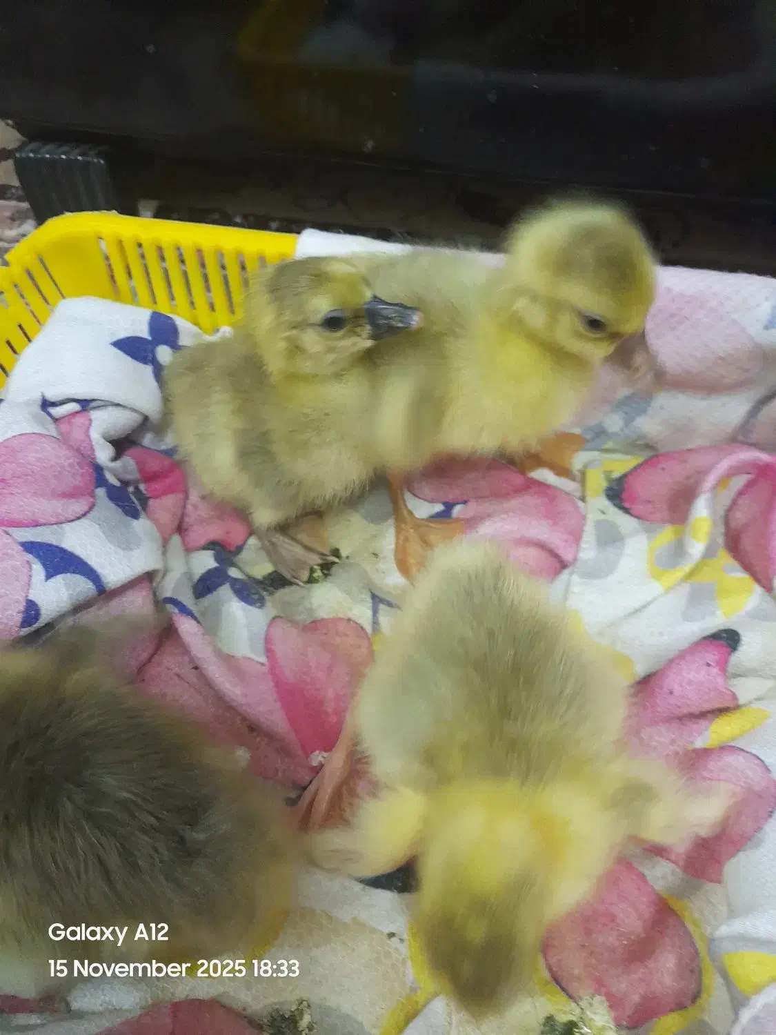 ۴ عدد جوجه غاز ۳ روزه|حیوانات مزرعه|گلوگاه بابل (گلیا), |دیوار