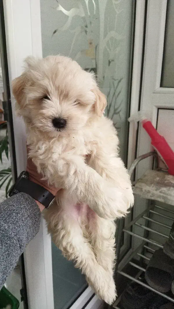 توله شیتزو کراس|سگ|تهران, والفجر (افسریه)|دیوار