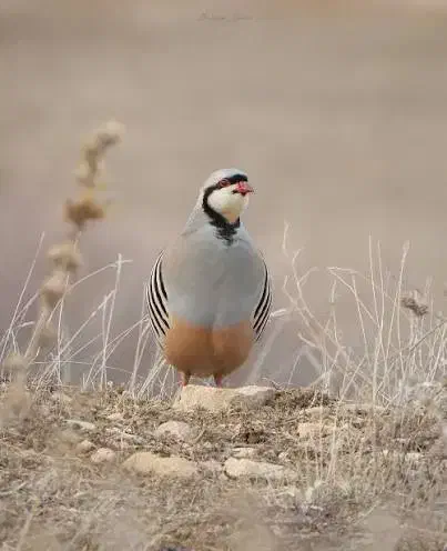 بلدرچین|حیوانات مزرعه|سراوان, |دیوار