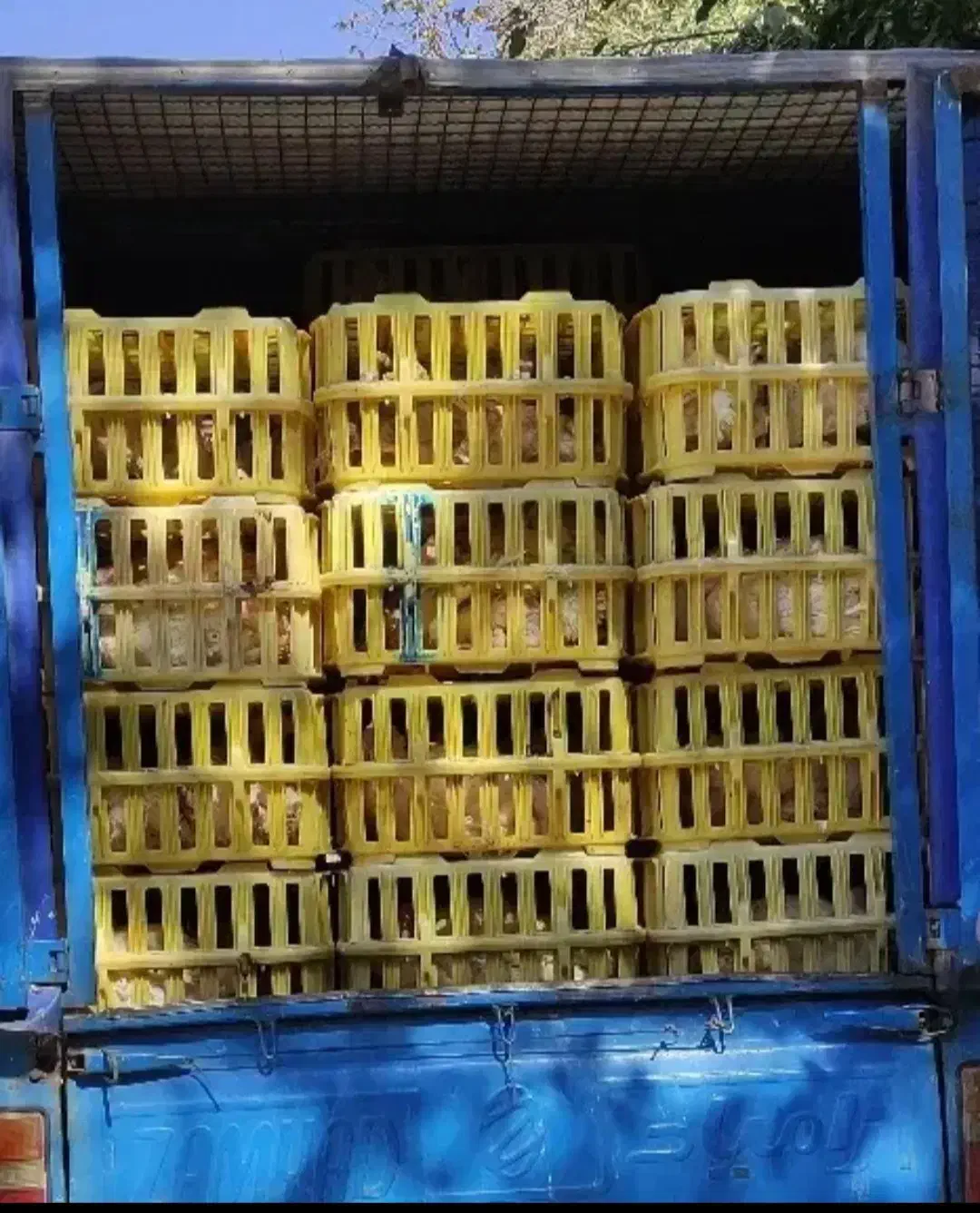 فروش بوقلمون|حیوانات مزرعه|الشتر, |دیوار