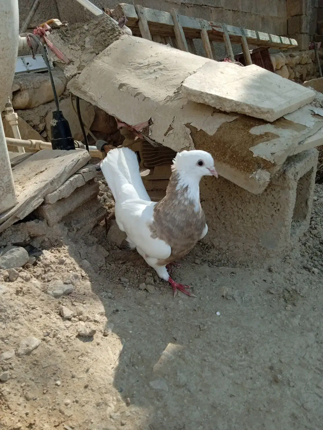 کبوتر|پرنده|چغادک, |دیوار