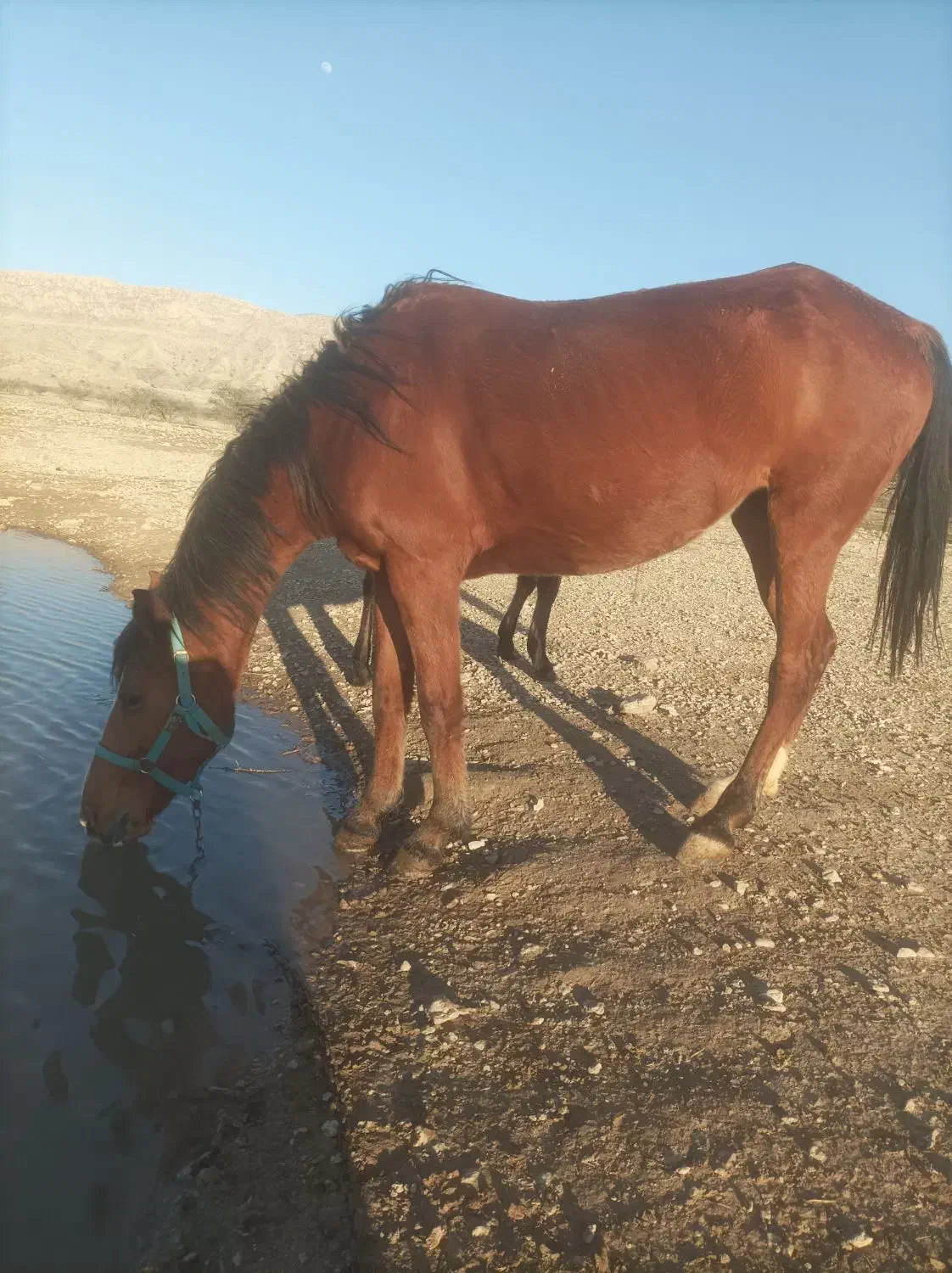 فروش اسب مادیان|اسب و تجهیزات اسب‌سواری|فیروزآباد (فارس), |دیوار