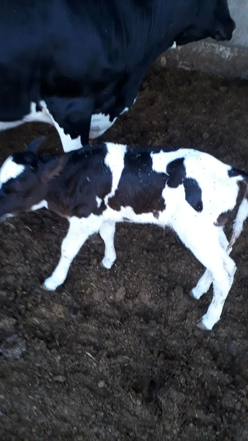 فروش یک جا گاو و گوساله|حیوانات مزرعه|فولادشهر, فولادشهر|دیوار