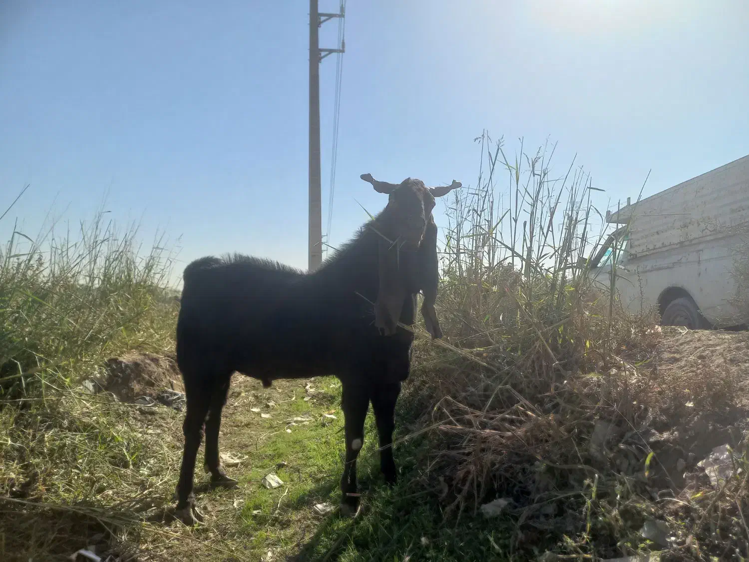 یک راس نربز پاکستانی|حیوانات مزرعه|خاوران, |دیوار