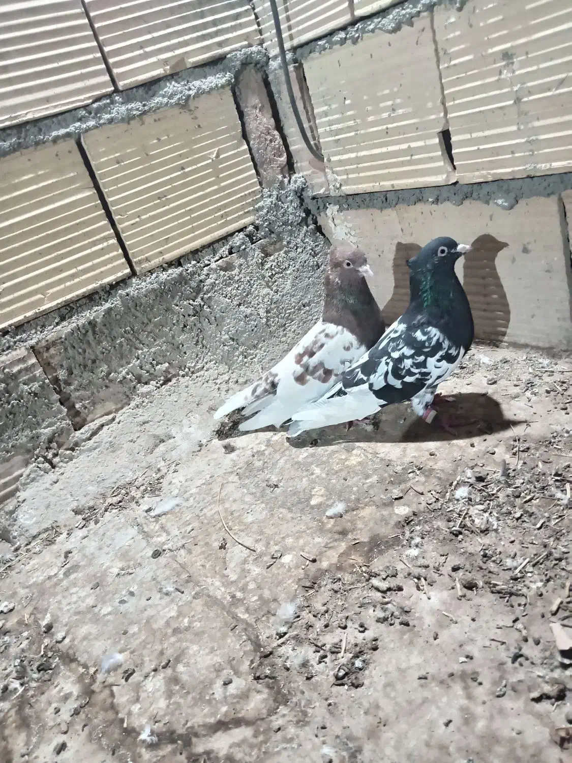 4عدد|پرنده|عطاملک, |دیوار