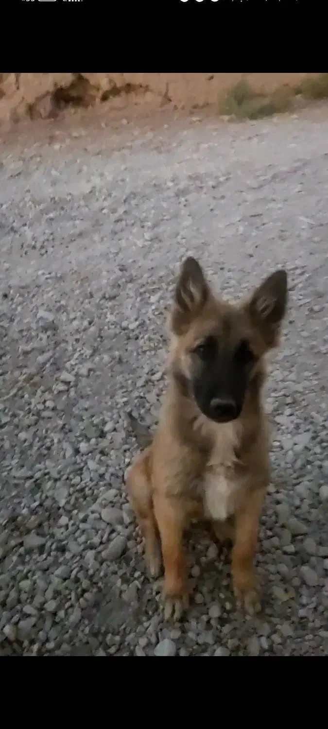 سگ ژرمن|سگ|زرند, |دیوار