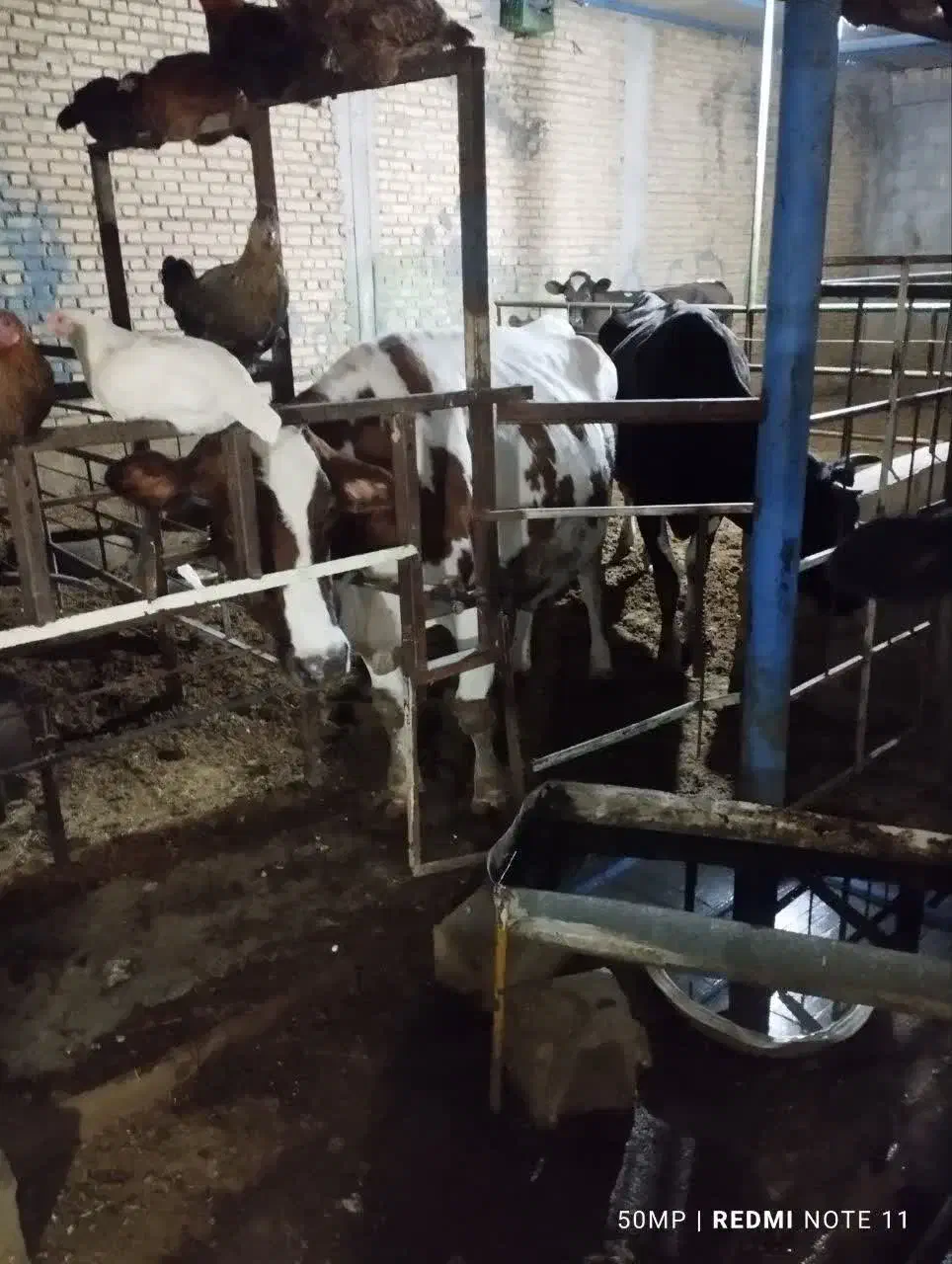 گاوهلشتاین.همراه با گوساله|حیوانات مزرعه|گتوند, |دیوار