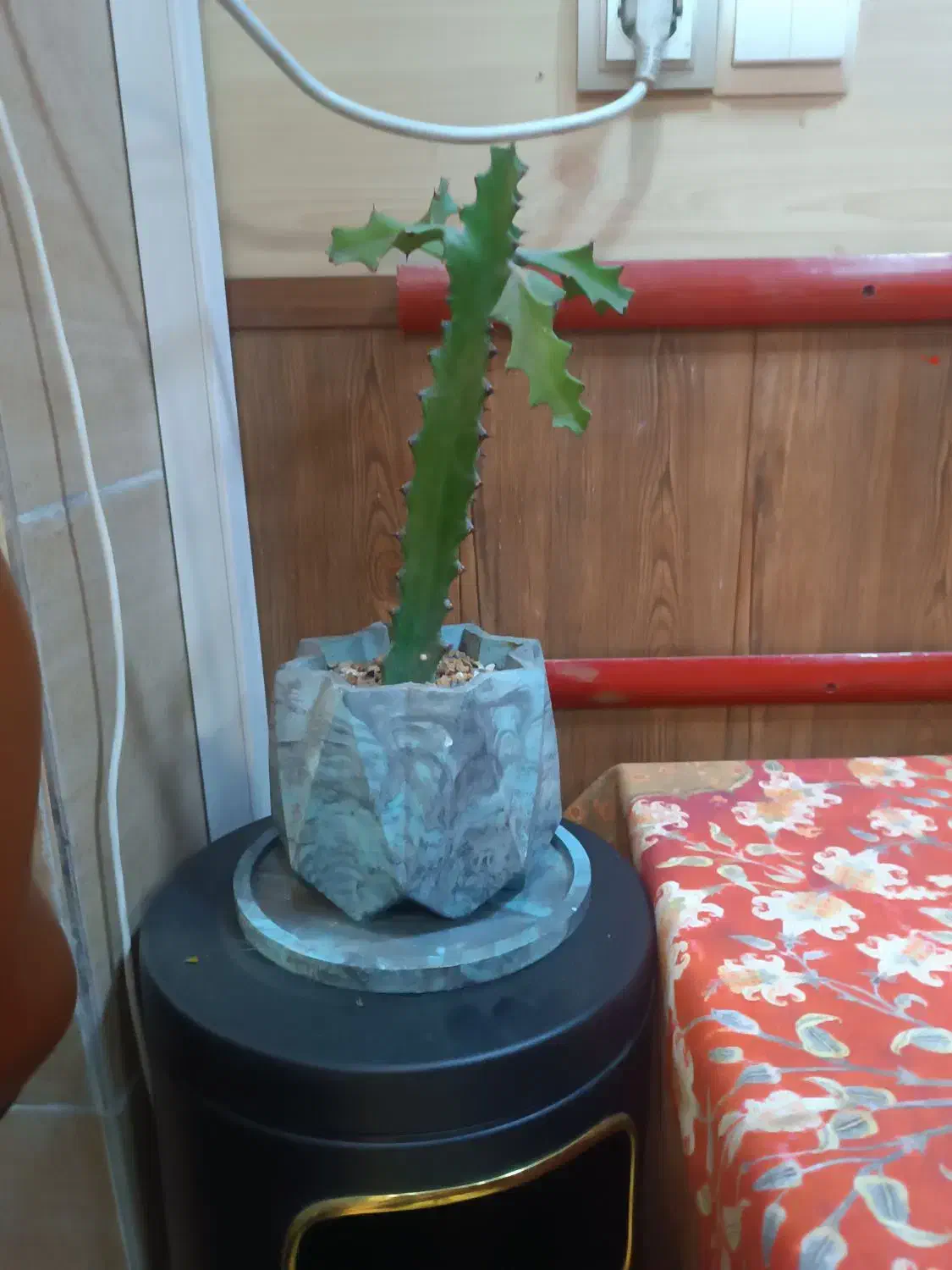 ۴عدد گلدان وگل مختلف|گل و گیاه طبیعی|رشت, چمارسرا|دیوار