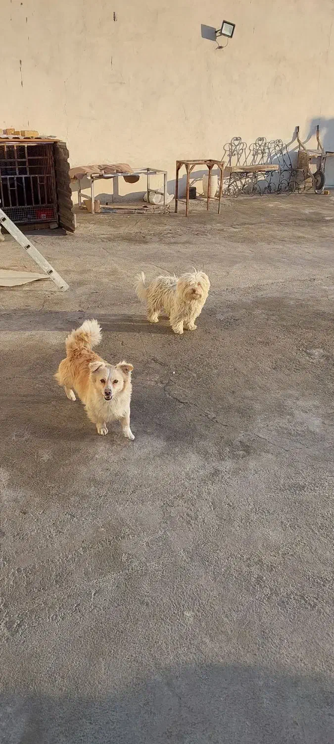 سگ پاکوتاه|سگ|مشکیندشت, |دیوار