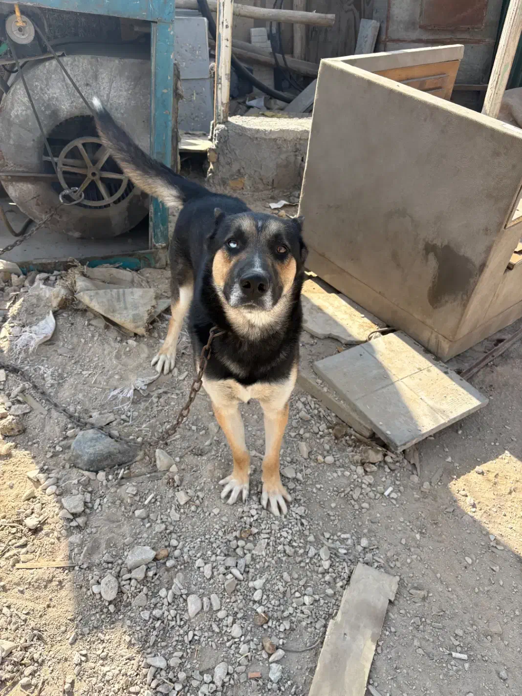 ژرمن‌هاسکی|سگ|پردیس, شهرک صنعتی کمرد|دیوار