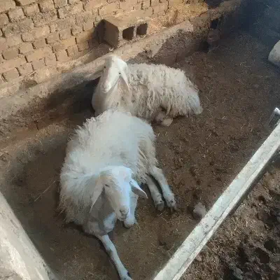 گوسفند.میش.بره.قوچ.سفیدافشار|حیوانات مزرعه|داران, |دیوار