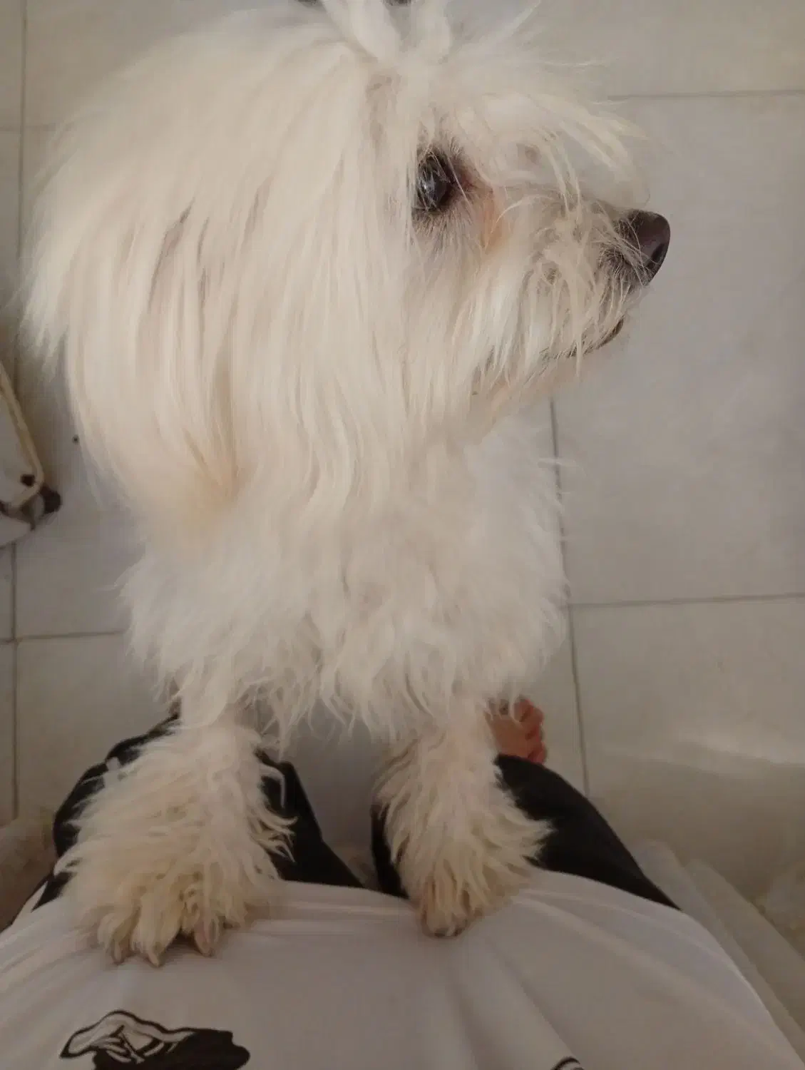 سگ شیتزو|سگ|بندر ماهشهر, |دیوار