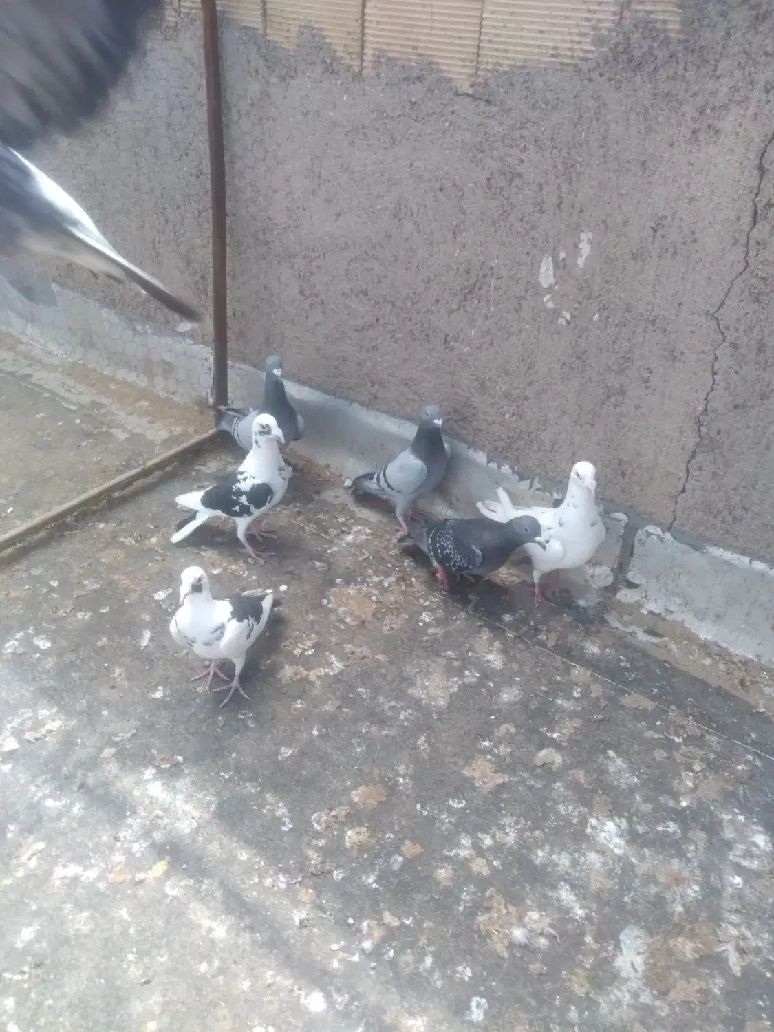 کفتر|پرنده|قزوین, |دیوار