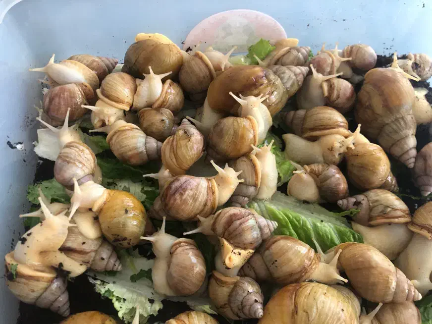 حلزون آلبینو|خزنده|اردبیل, |دیوار