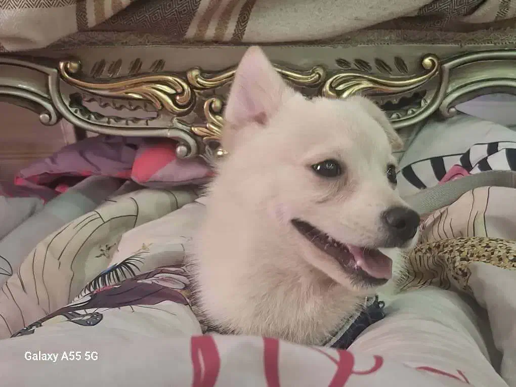 واگذاری سگ اشپیتزنر۶ماهه|سگ|فردیس, فرامرزیه|دیوار