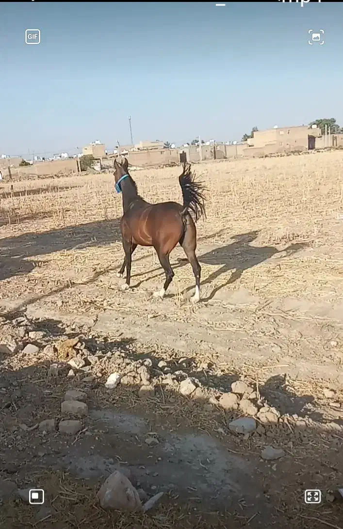 فروش اسب سر ودم گیر با اصالت شجره دار|اسب و تجهیزات اسبسواری|مرودشت, تخت جمشید|دیوار