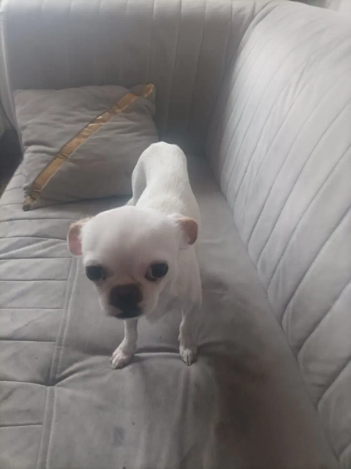 سگ گم شده|حیوانات|سهند, |دیوار