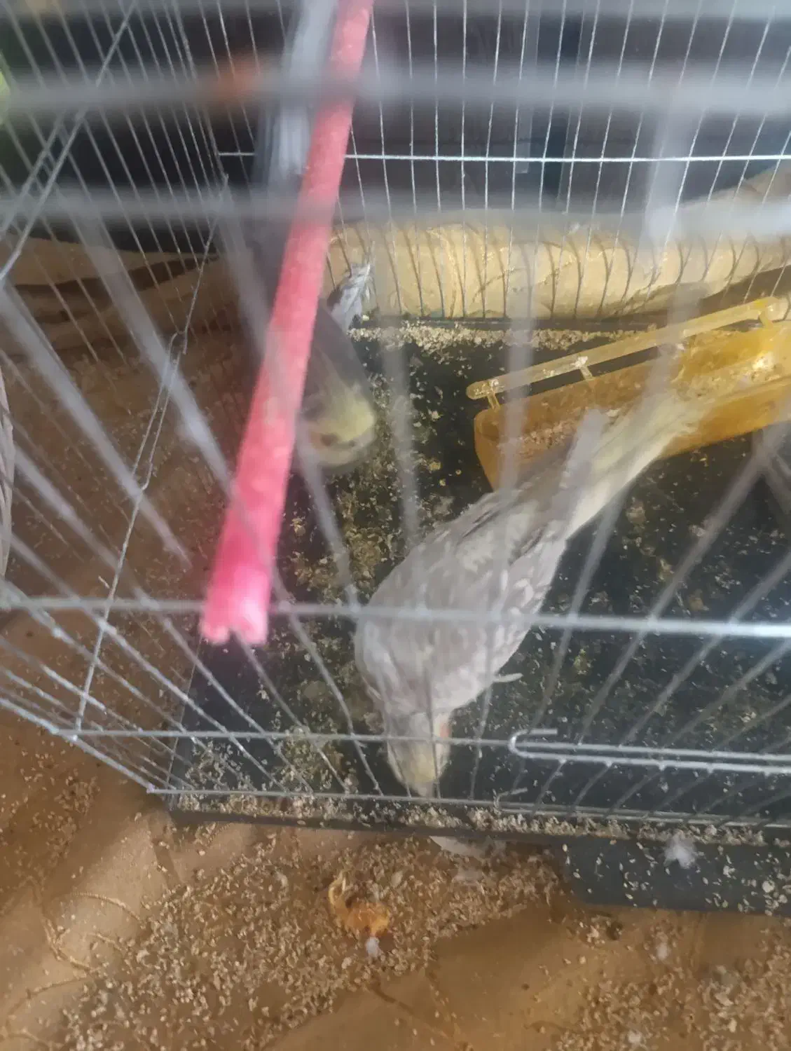 یک جفت عروس هلندی سیامون ماده دستی با جوجه|پرنده|مشهد, هفده شهریور|دیوار