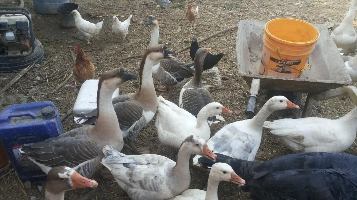 غاز و قوغاز|حیوانات مزرعه|درگز, |دیوار