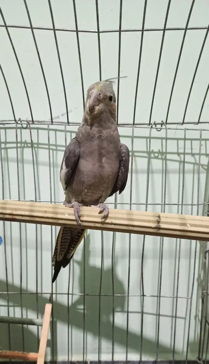 عروس هلندی ماده|پرنده|کازرون, |دیوار