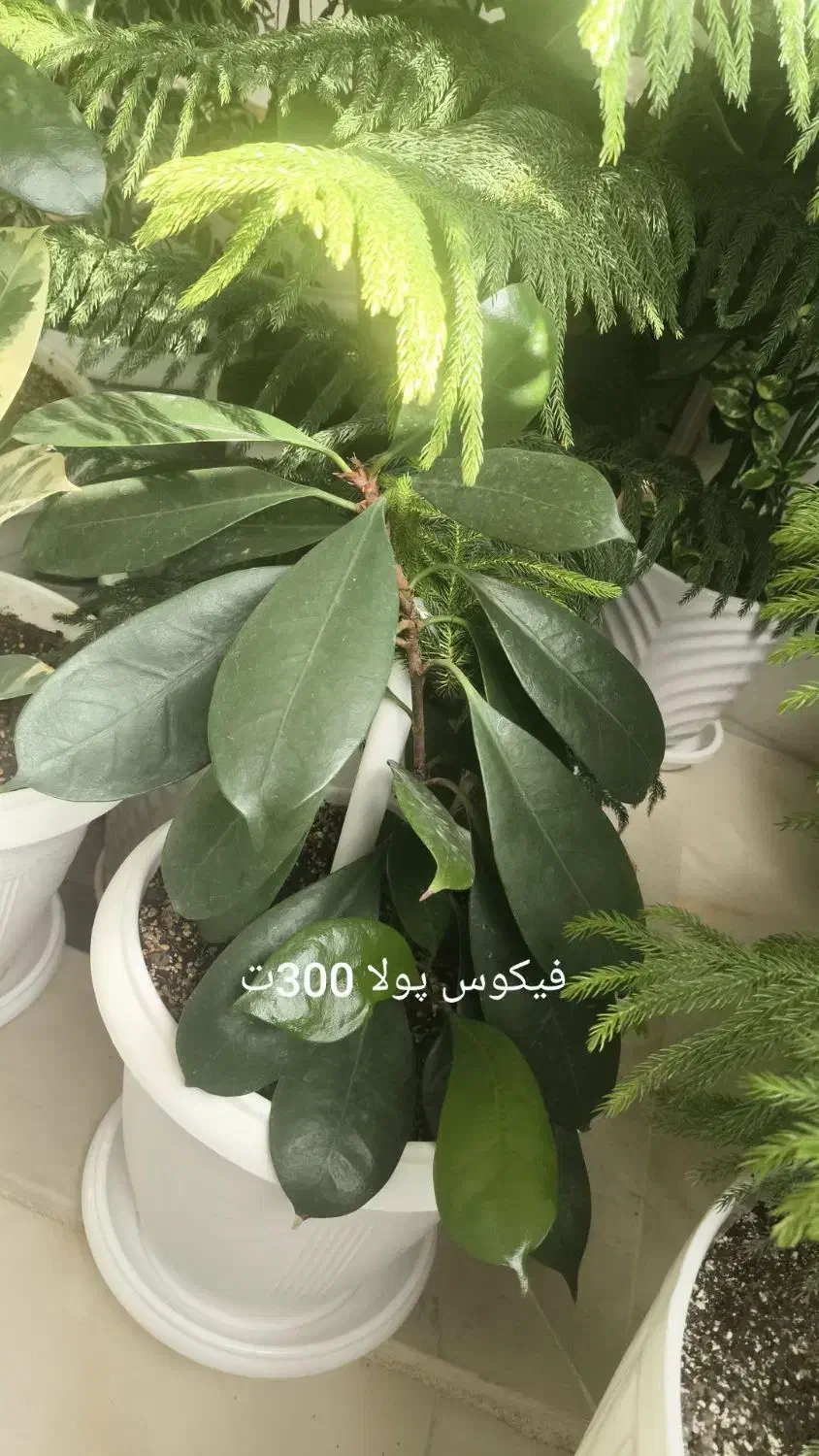 گلهای طبیعی|گل و گیاه طبیعی|مرند, |دیوار